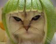 limecat-5.jpg